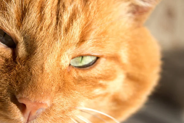 Kızıl bir kedinin portresi. Akıllı kırmızı kedi sabah güneşinde huzur içinde yatar. Kapat..