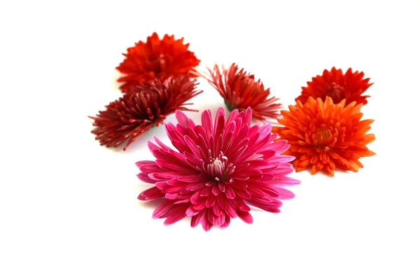 Çiçekler beyaz üzerine izole