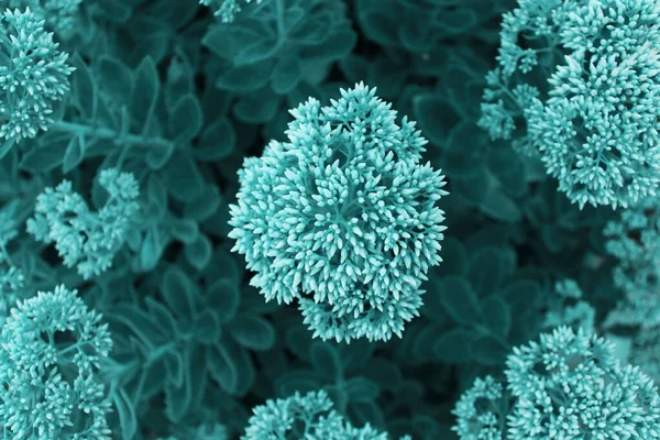 Modaya uygun tidewater yeşili ekilmiş. Üst görünüm.