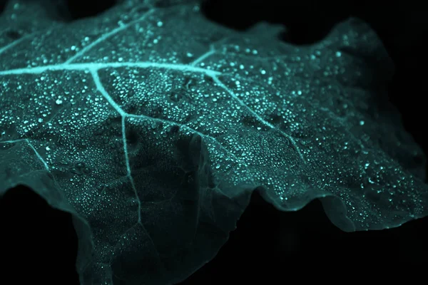 Çiy damlalı lahana yaprağı