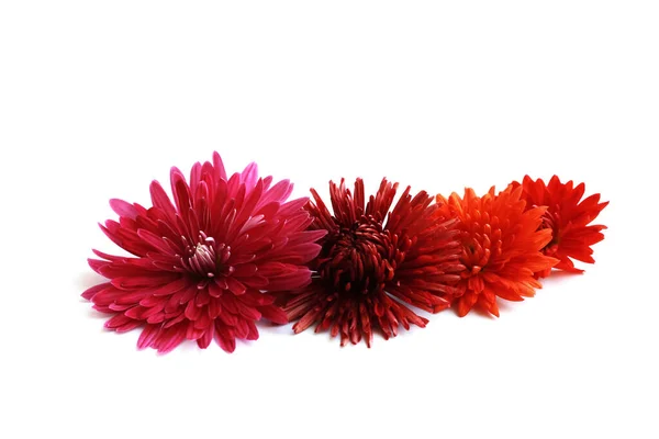 Çiçekler beyaz üzerine izole