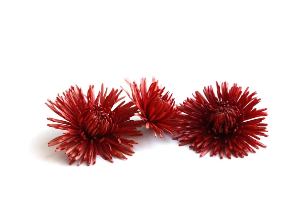 Çiçekler beyaz üzerine izole