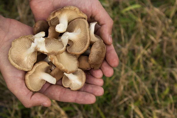 Erkek avuçlarında mantar mantarı topladım. Kopyalama alanı.