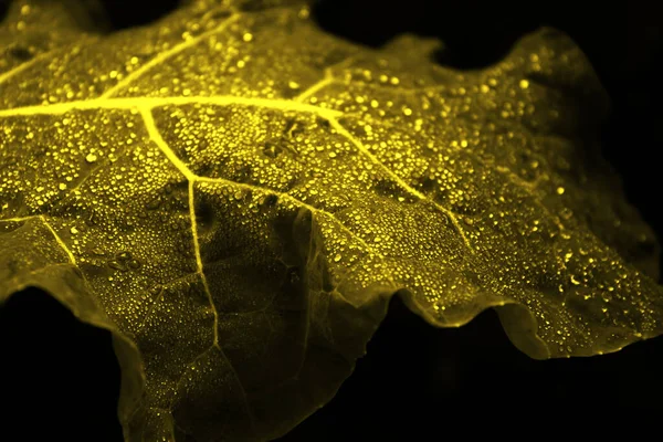 Çiğ taneli lahana yaprağı. 2021 yılının aydınlatma renginde parlak bir arka plan. Renk çizimi için yaratıcı tasarım.