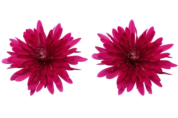 Beyaz üzerine kırmızı izole çiçek