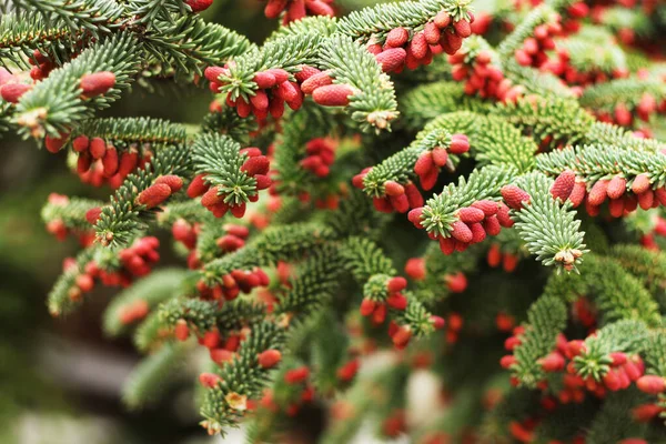 Kırmızı koni çiçekli ladin dalları
