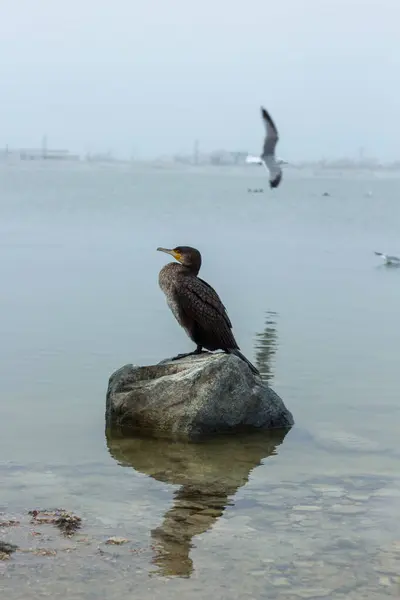 Sudaki bir taşın üzerinde oturan karabatak.