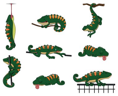 Chameleon collection on white