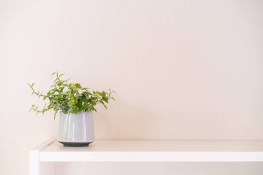 Güzel yeşil Ive bitkisi bir evdeki bir kitap rafında dekore edilmiş kilden bir saksıda, Ivy ağacı kopyalanmış alanla kapatılmış. Botaniğin ve ev bitkisinin güzelliği.