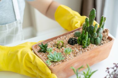 Tanınmayan Asyalı kadın, kilden bir tencereye küçük bir kaktüs dikmekten hoşlanıyor. Dekorasyon için kaktüs ve çiçek..