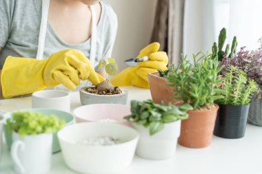 Tanınmayan Asyalı bir kadın kilden bir çömleğe küçük Stephania Erecta Craib yerleştiriyor. Şehirde yaşayan insanların eğlence ve hobisi için küçük bir ev bitkisi dikmek. Bitki gibi..
