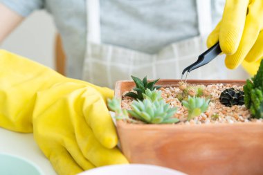 Tanınmayan Asyalı kadın, kilden bir tencereye küçük bir kaktüs dikmekten hoşlanıyor. Dekorasyon için kaktüs ve çiçek..