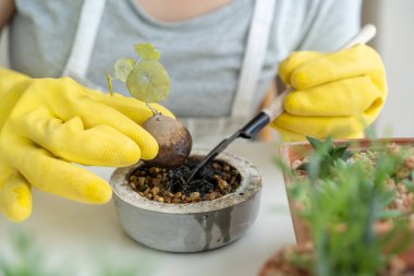 Tanınmayan Asyalı bir kadın kilden bir çömleğe küçük Stephania Erecta Craib yerleştiriyor. Şehirde yaşayan insanların eğlence ve hobisi için küçük bir ev bitkisi dikmek. Bitki gibi..