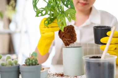 Neşeli mutlu Asyalı kadın odaya küçük bir saksı dikiyor, küçük canavar ağacını yeni çömleğe yerleştiriyor. Asyalı kız eve dekoratif bitki dikiyor..