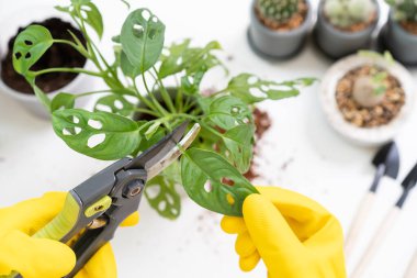 Neşeli mutlu Asyalı kadın odaya küçük bir saksı dikiyor, küçük canavar ağacını yeni çömleğe yerleştiriyor. Asyalı kız eve dekoratif bitki dikiyor..