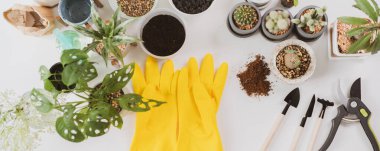 Beyaz masadaki bitki malzemeleri arasında lastik sarı eldivenler, kaktüs, canavar ve diğer aletler var. Dekorasyon konsepti için küçük bir bitki. Farklı türde ev bitkisi ve ekme araçları.