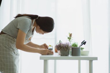 Mutlu bir Asyalı kadın kilden bir çömleğe küçük bir Stephania Erecta Craib ekiyor. Şehirde yaşayan insanların eğlence ve hobisi için küçük bir ev bitkisi dikmek. Bitki gibi..