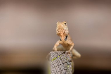 Kopyalama alanına yakın küçük tropik bukalemun.