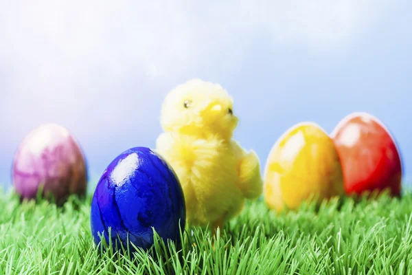 Œufs de Pâques peints et un poulet dans l'herbe, fond bleu — Photo