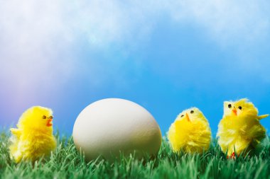 Grup çim üzerinde yumurta çevreleyen civciv