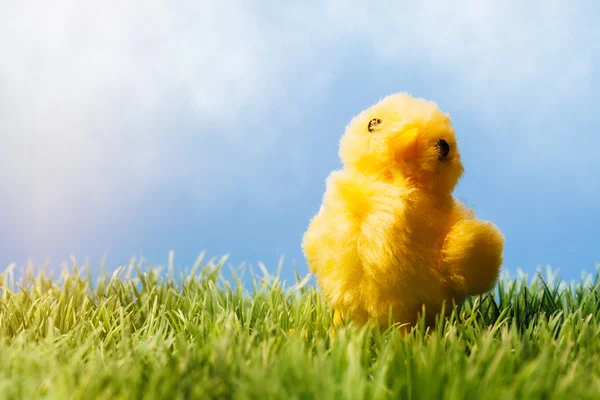 Gelbes Küken auf Gras, blauer Hintergrund — Stockfoto