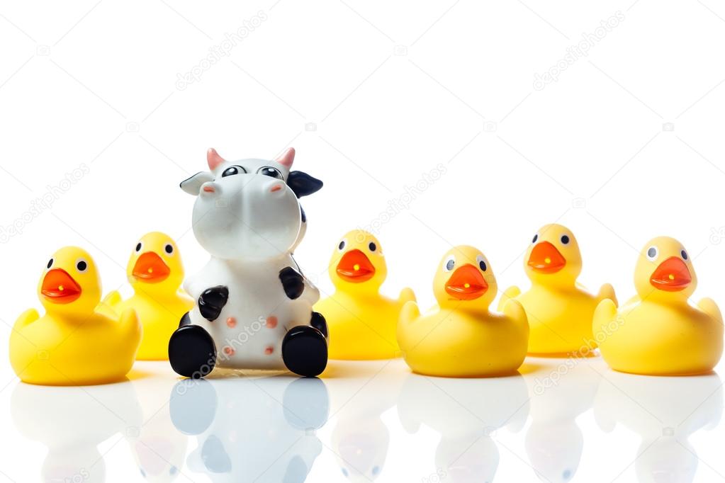 Cow in a group of yellow rubber ducks