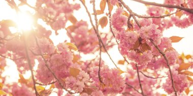 Bahar çiçeği ağaç, güneş ışığı ve Insta işlemleri ile fişekleri