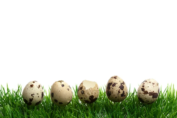 Easter Grass border, isolated on white, quail eggs in a row — Stock Photo, Image