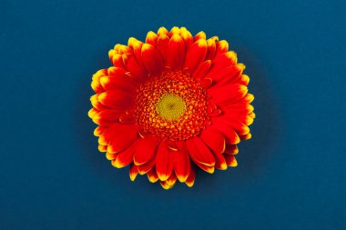 Mavi arka plan üzerinde bicolor Kırmızı Sarı gerbera papatya