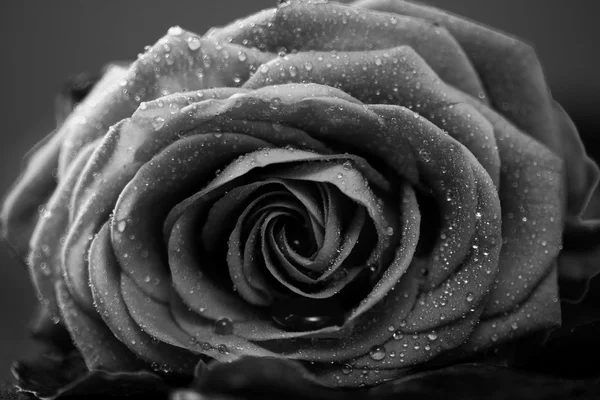 Rose, low key on black, monochrome converted — Stock Photo, Image