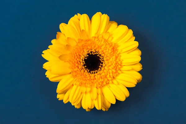 Margherita gerbera gialla, su sfondo blu — Foto Stock