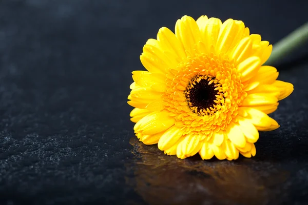 Yellow gerbera daisy, , low key on black — Stock Photo, Image