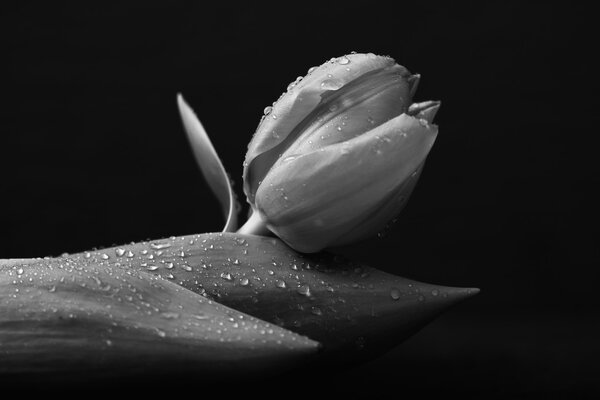 Tulip with water drops, monochrome converted