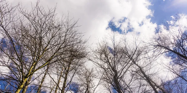 Árboles y ramas contra el cielo nublado y azul — Foto de Stock