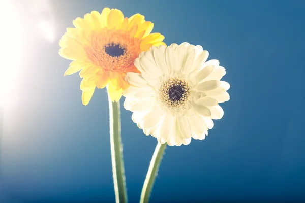 Two gerbera daisies, against the light, blue background — Stock Photo, Image