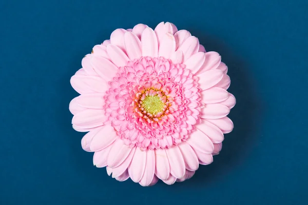 Hellrosa Gerbera-Gänseblümchen, auf blauem Hintergrund — Stockfoto