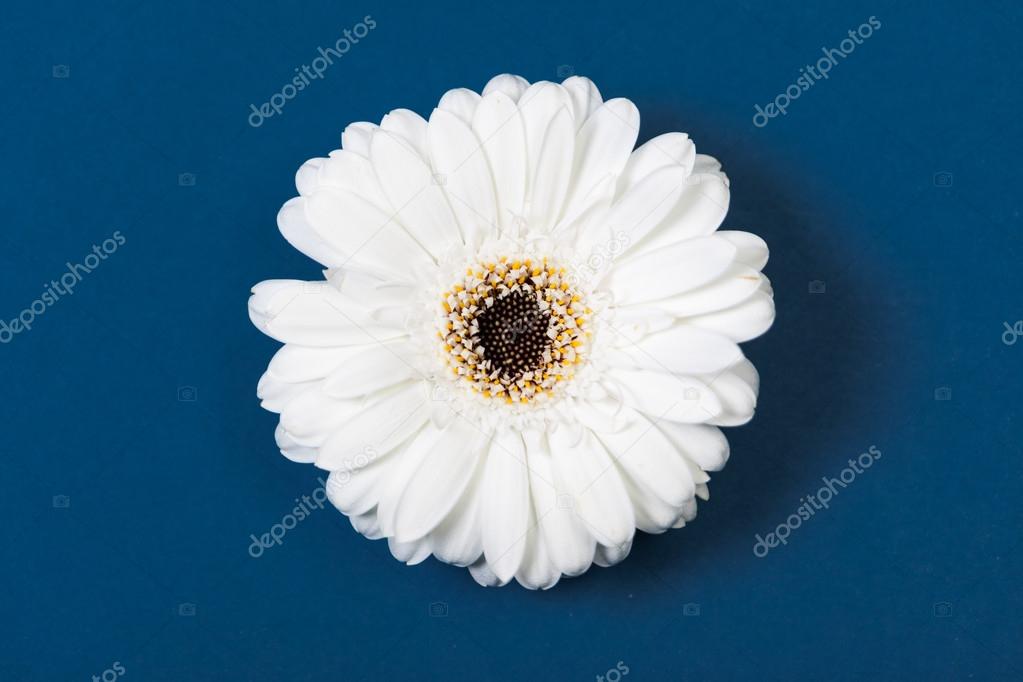 White gerbera daisy, on blue background