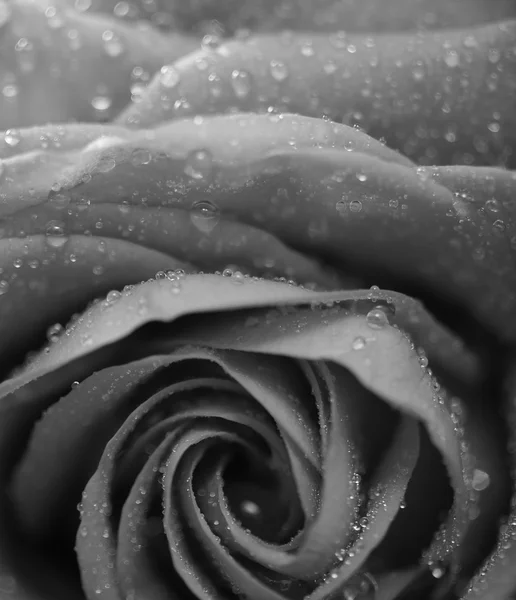 Růže, monochromatický převedeny — Stock fotografie