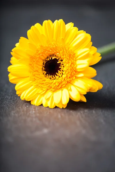 Gele gerbera daisy, laag sleutel op zwart — Stockfoto