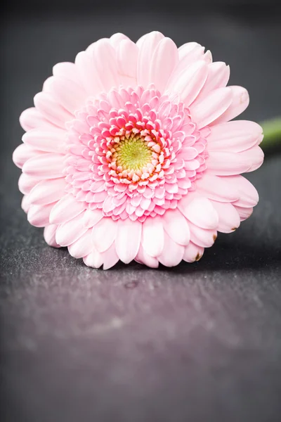 Licht roze gerbera daisy, laag sleutel op zwart — Stockfoto