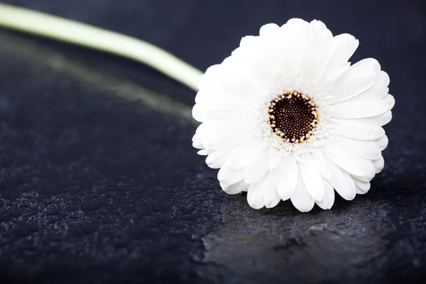 White gerbera daisy, low key on black — Stock Photo, Image