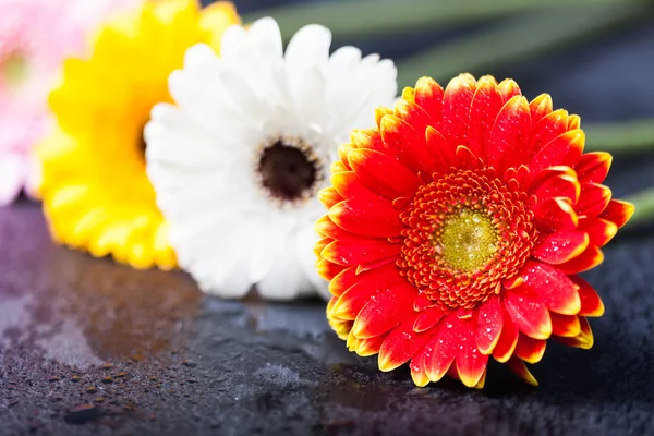 Diverse margherite gerbera, basso contenuto di nero — Foto Stock