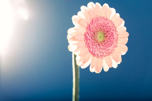 Margherita gerbera rosa chiaro, contro la luce, sfondo blu — Foto Stock