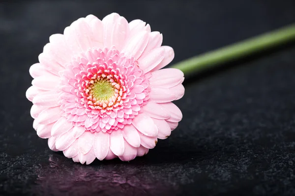 Light pink gerbera daisy, low key on black — Stock Photo, Image