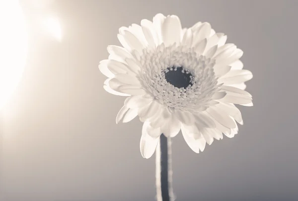 Gerbera daisy, against the light,  monochrome converted — Stock Photo, Image