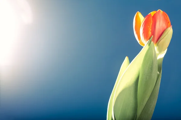 Orange tulip, against the light, blue background — Stock Photo, Image