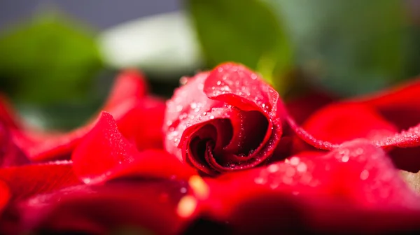 Rosa vermelha em pétalas, chave baixa em preto — Fotografia de Stock