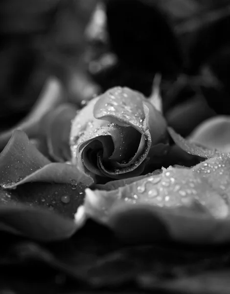 Rose auf Blütenblättern, Tiefton auf Schwarz, monochrom umgewandelt — Stockfoto
