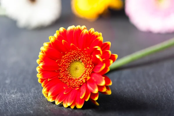 Gerbera rossa bicolore gialla margherita, tasto basso su nero — Foto Stock