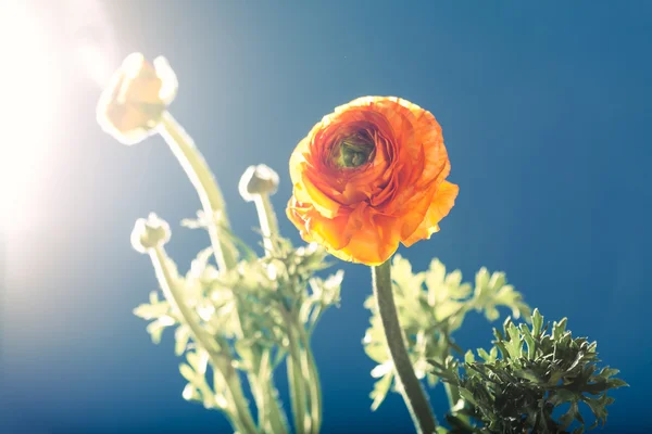Orange buttercup ranunculus flower, against the light, blue back — Stock Photo, Image